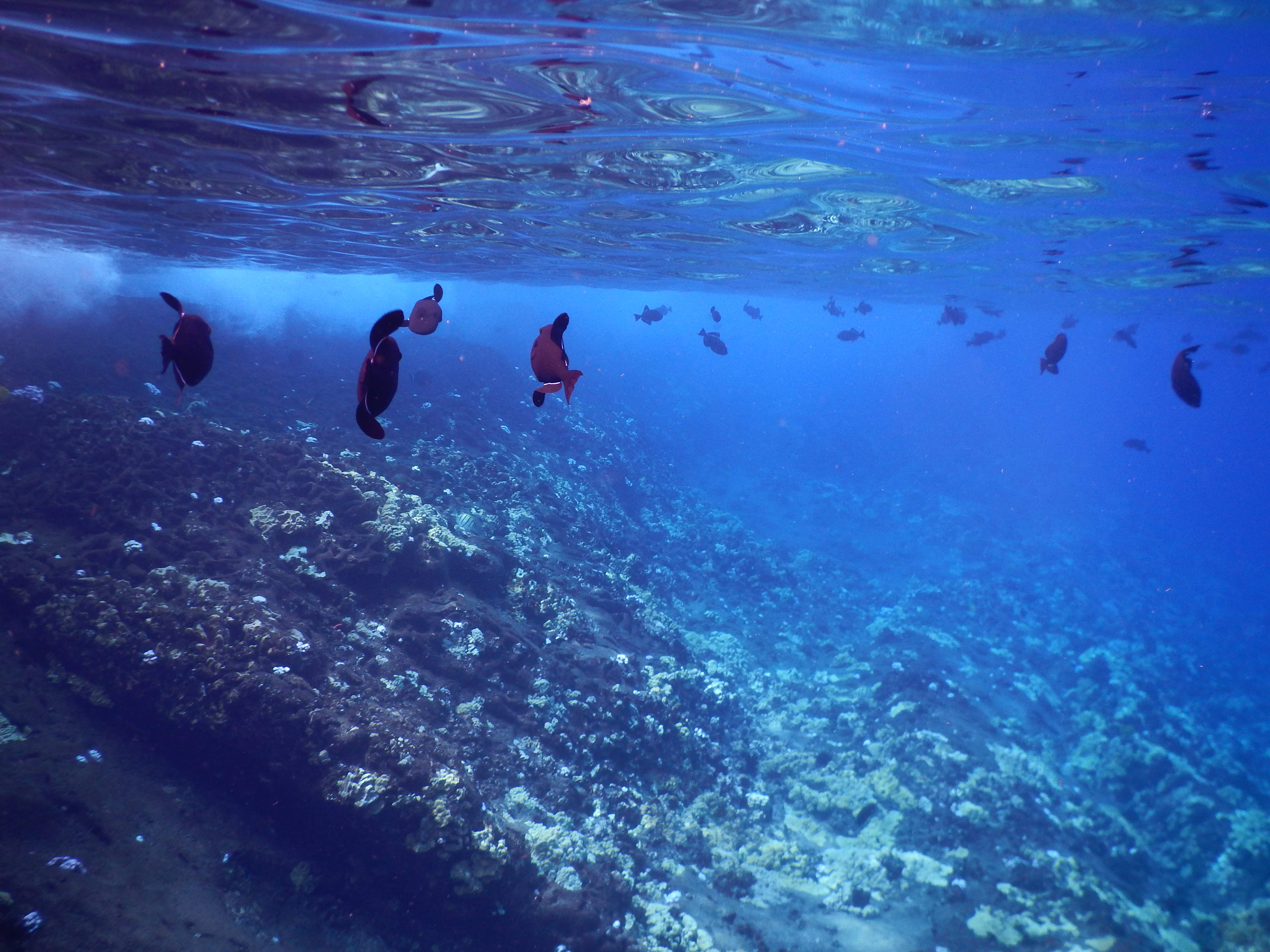 Molokini Crater Snorkeling Fish | Credit Carrots